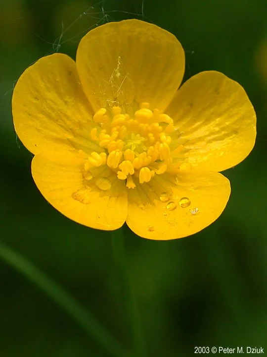 Teaching Children to Love Poetry, Part 2: Why Memorize Poetry?
