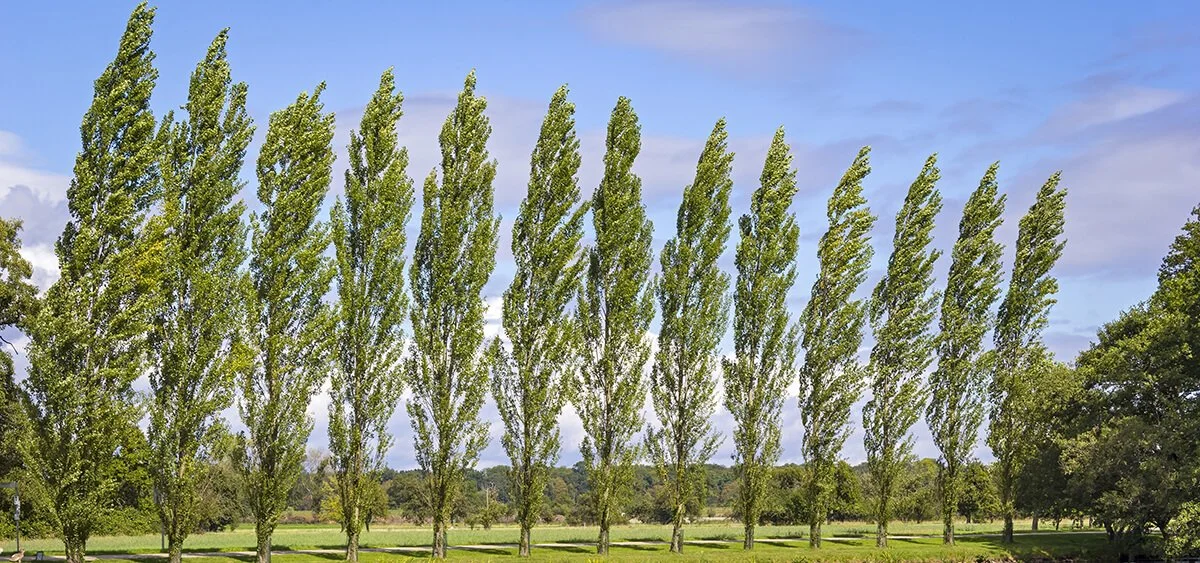 Poplars.jpg
