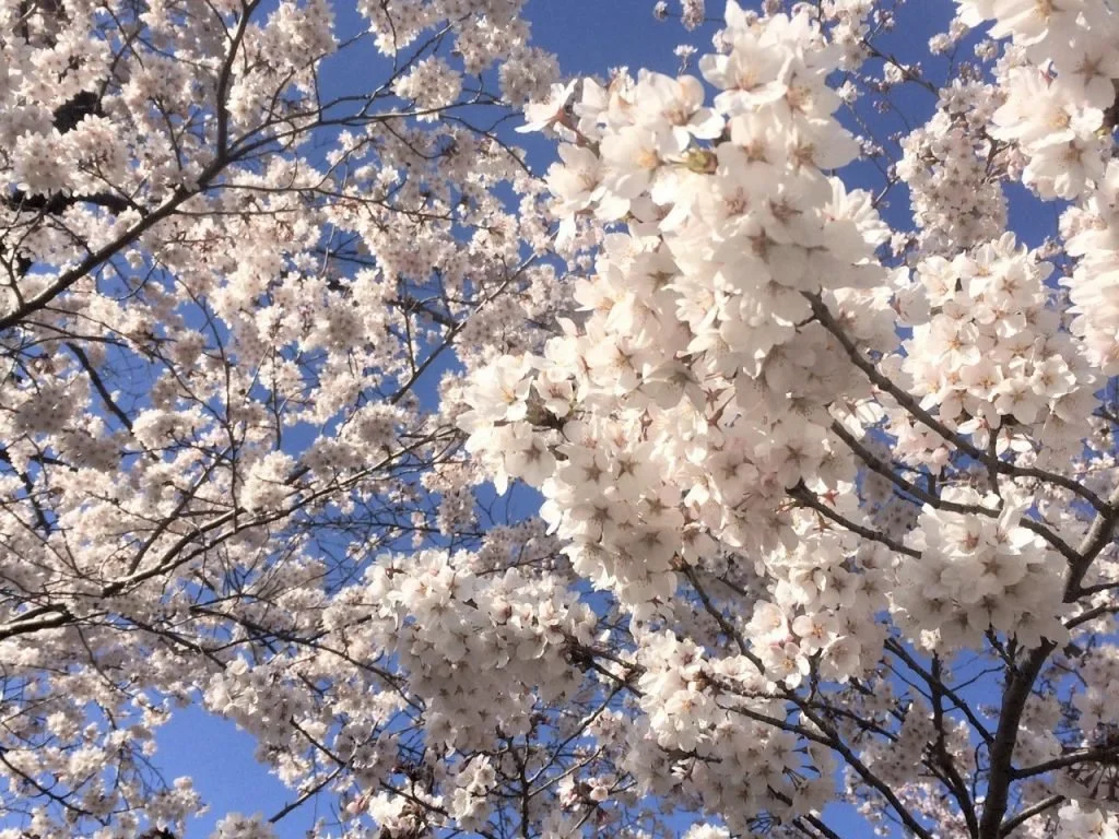 "Loveliest of Trees" by A.E. Housman