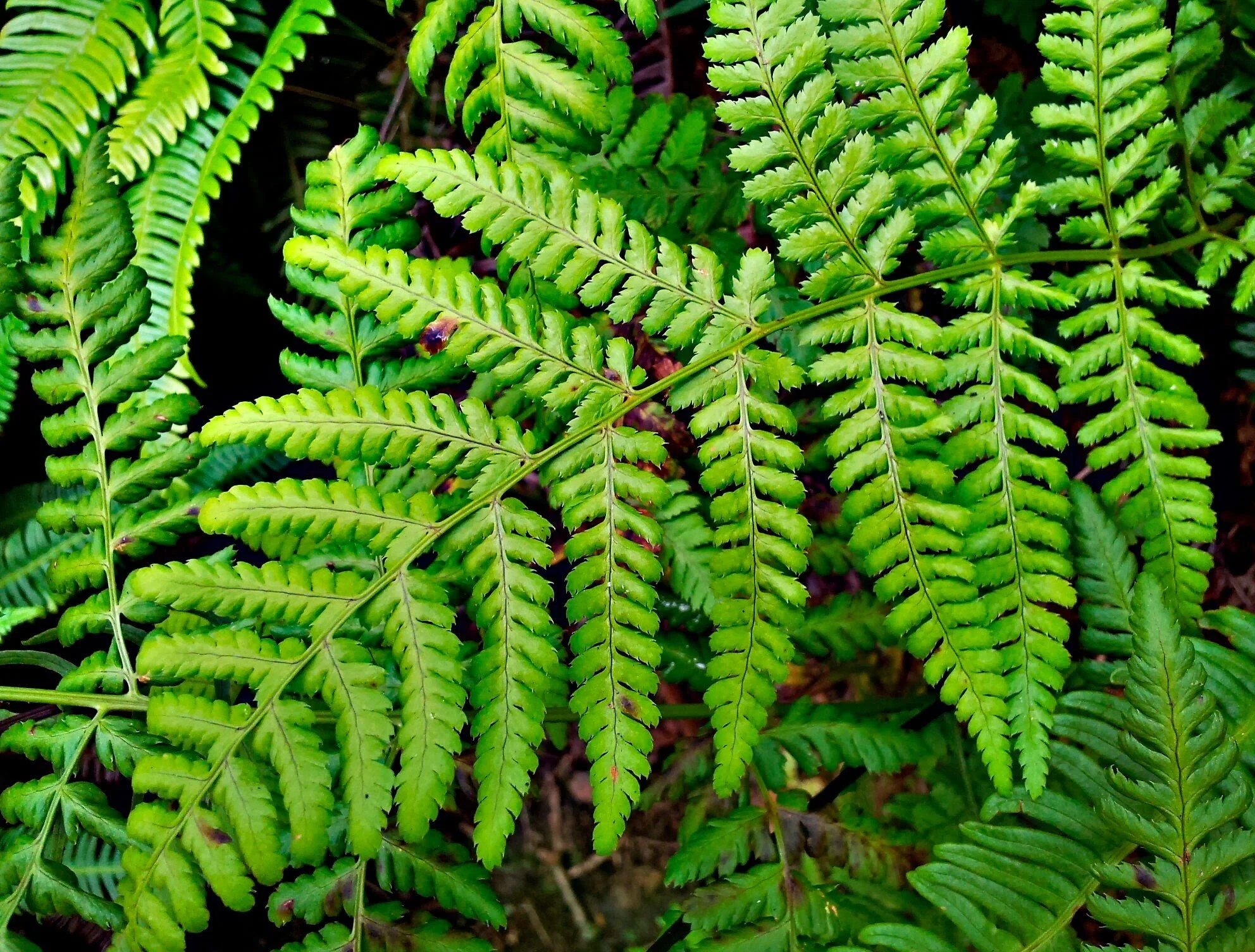 “The Ferns” by Gene Baro