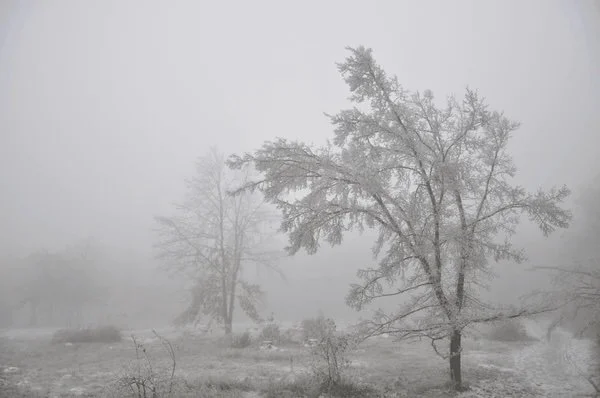 "Spellbound" by Emily Brontë