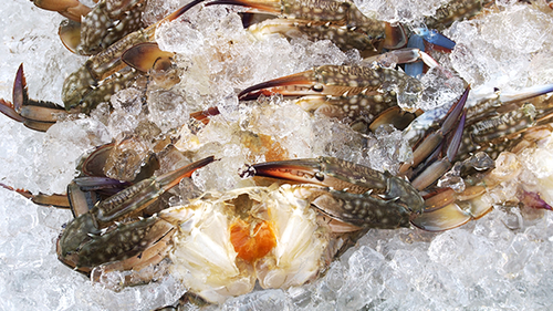 Syosset Seafood, business photo 7