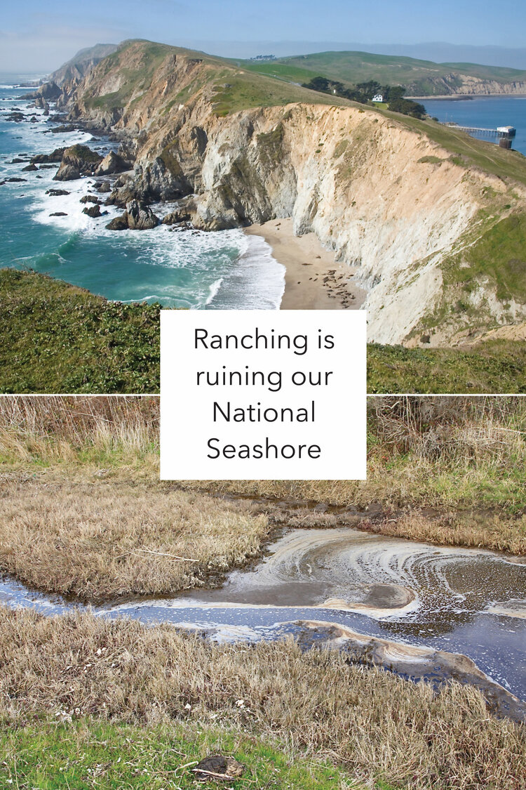 Ranching is Ruining our National Seashore.jpg