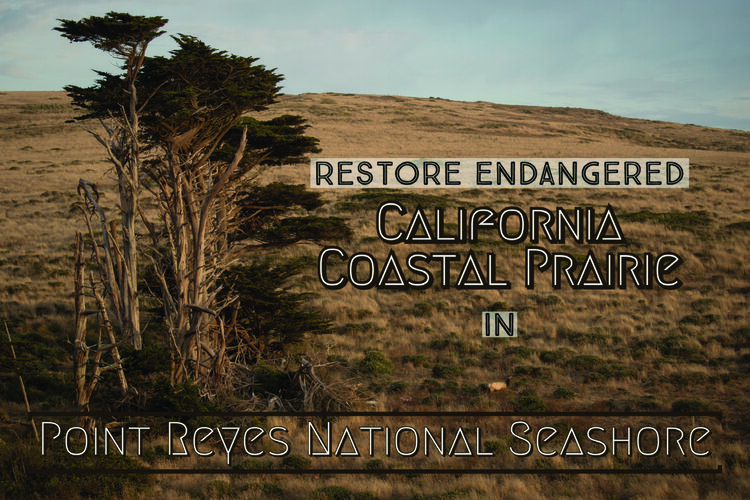 Restore Endangered California Coastal Praire.jpg