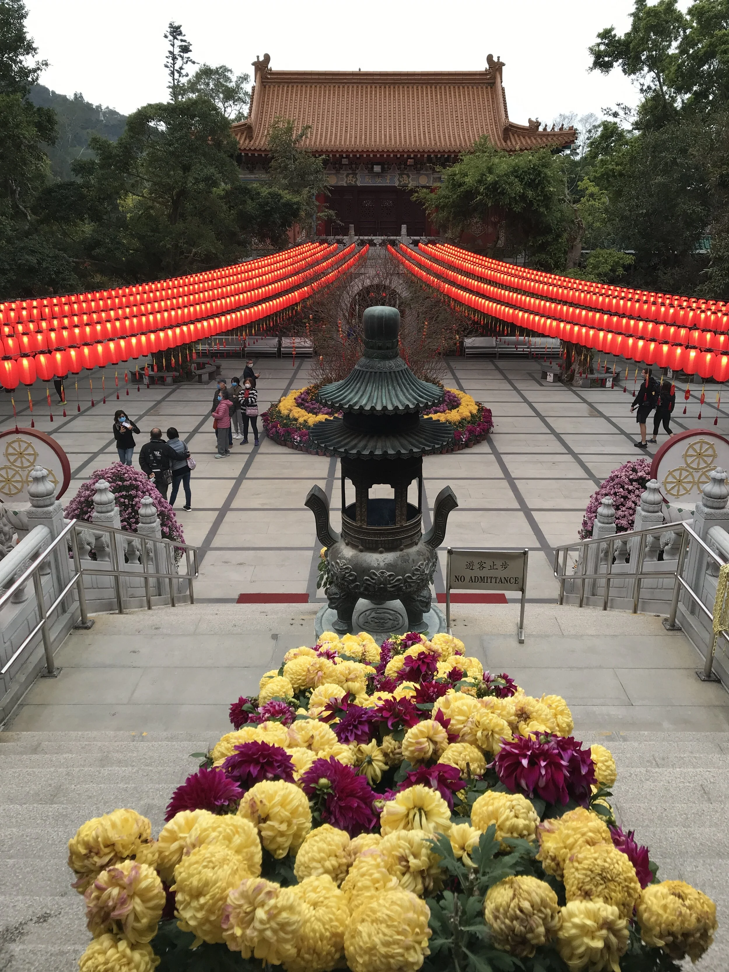 Beautiful Chrysanthemum and Red Lanters