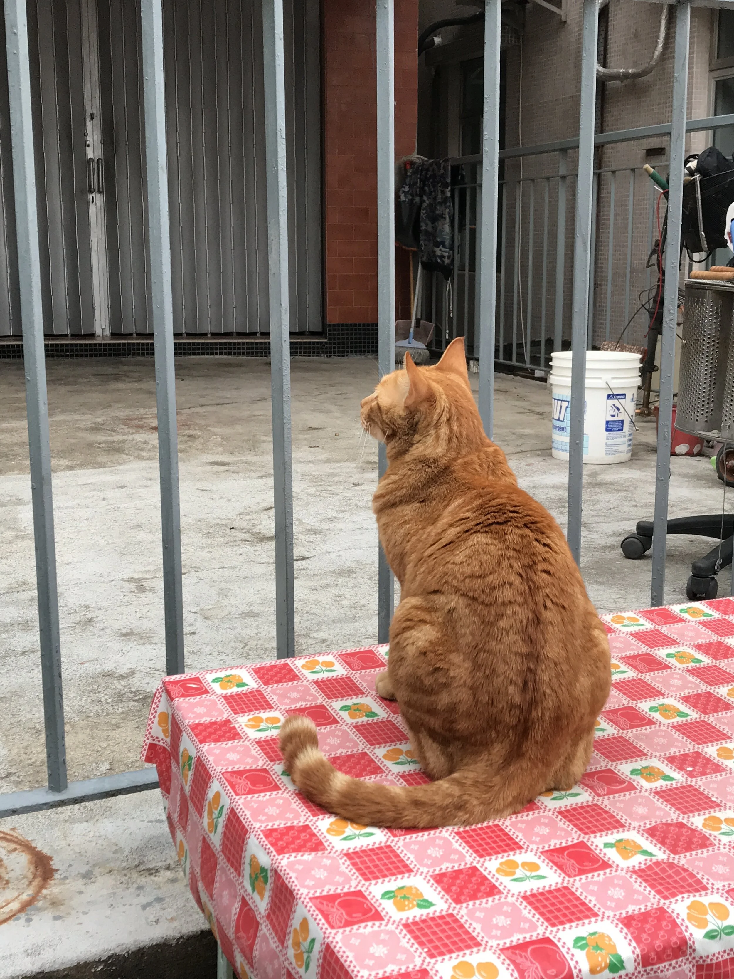 Cat 3 of Tai-O Village