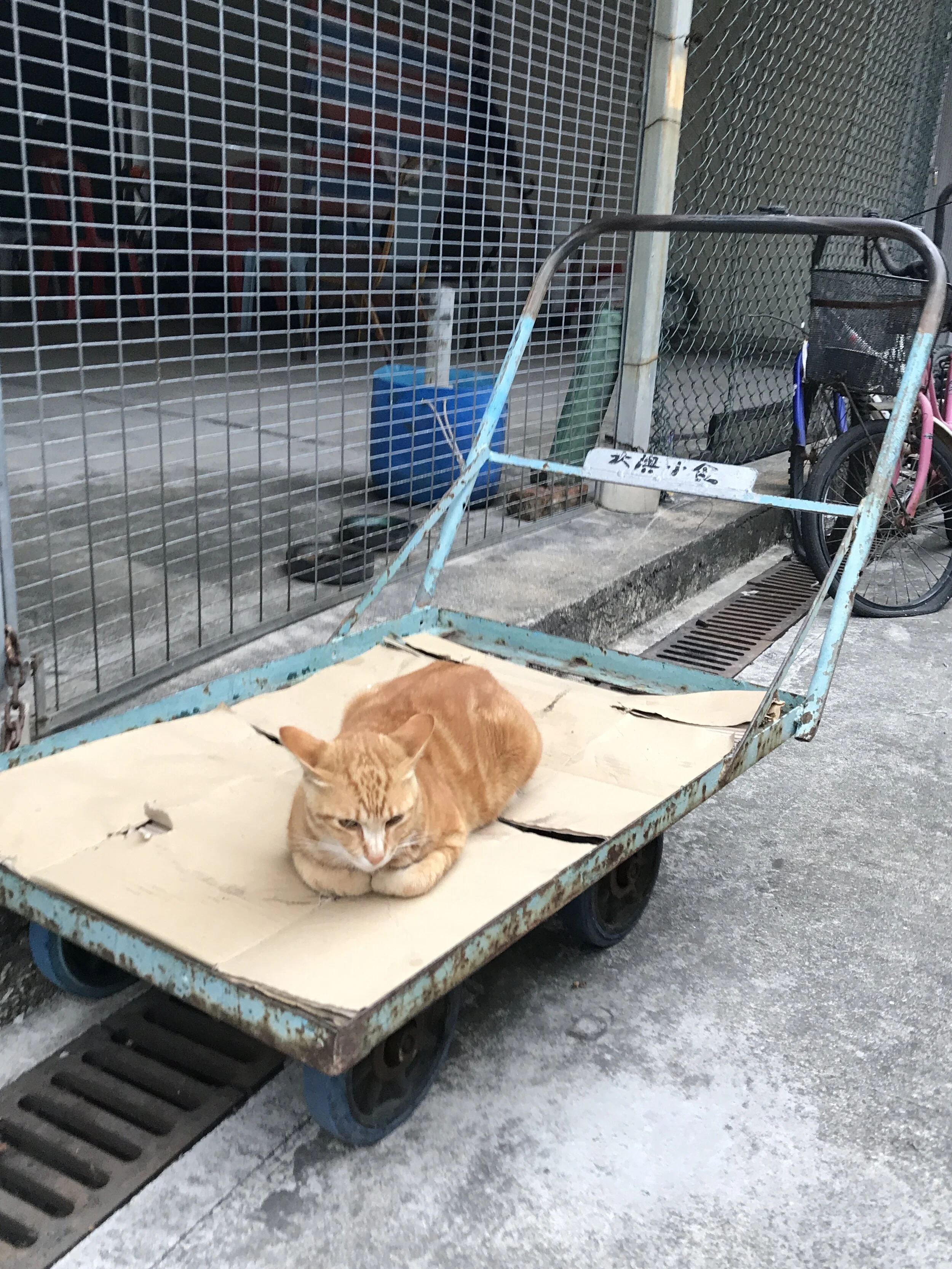 Cat 4 of Tai-O Village