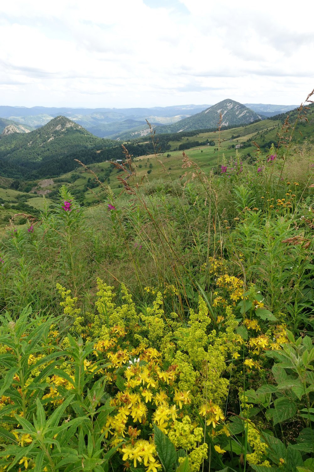 Wild Flowers at Mont Mézenc