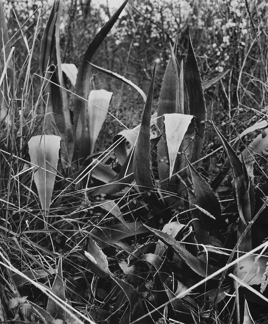Wells_Dianna_Century_Plant.jpg