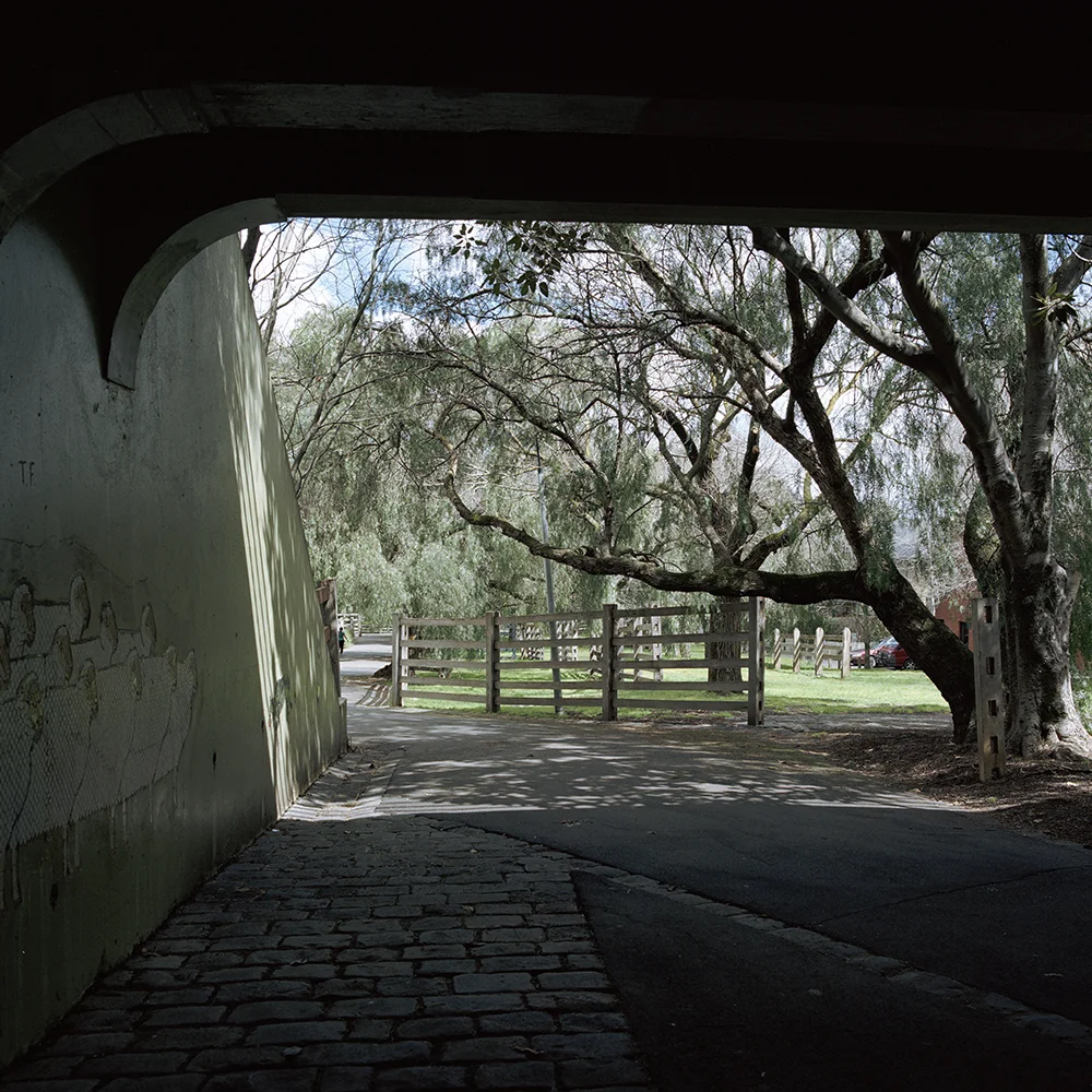 Boundaries_Kensington_PepperTrees_2.jpg