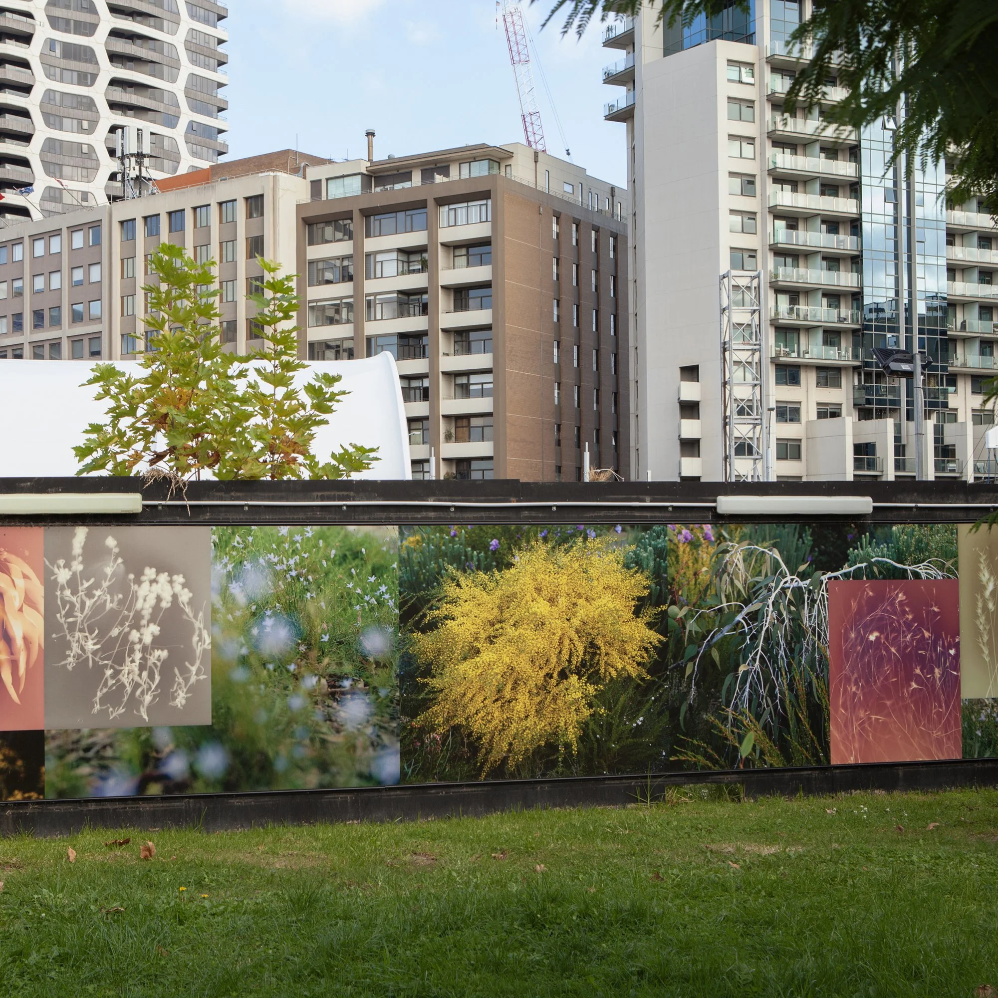 20240506-Dianna-Wells_Anzac Station_RBGGardens-27-SQ.jpg