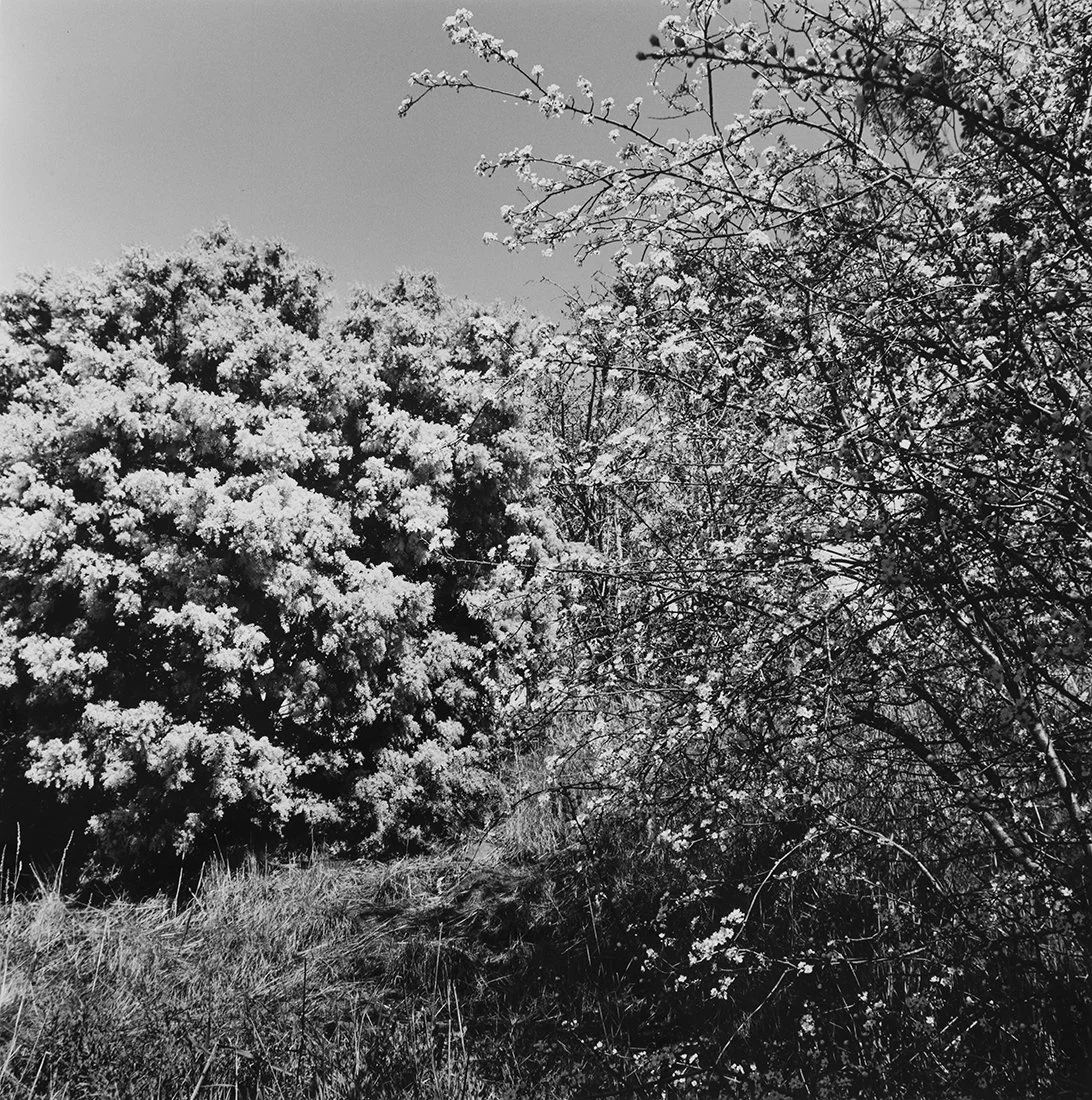 Wells_Dianna_Cootamundra_wattle.jpg