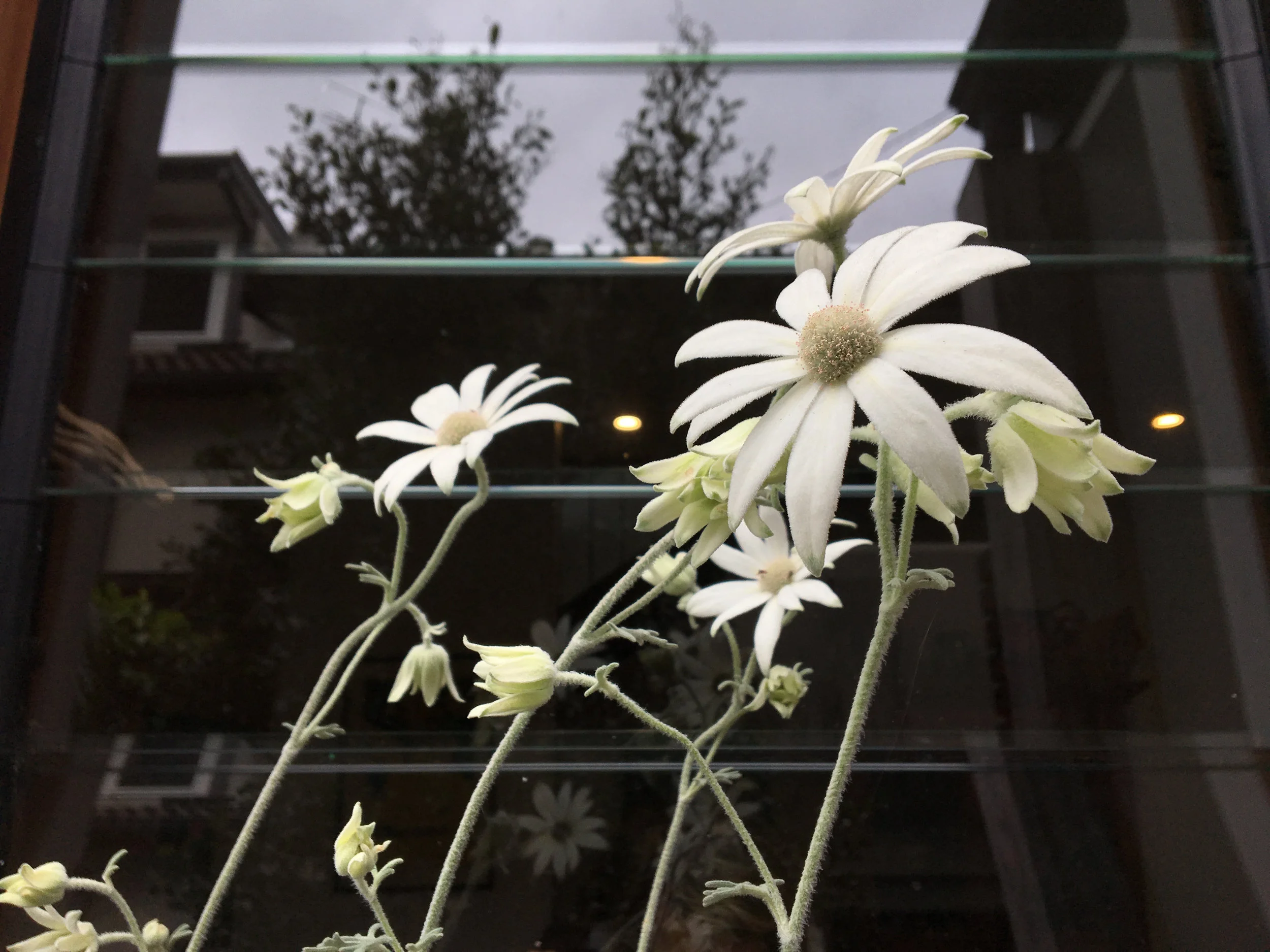 Flannel flowers***.jpg