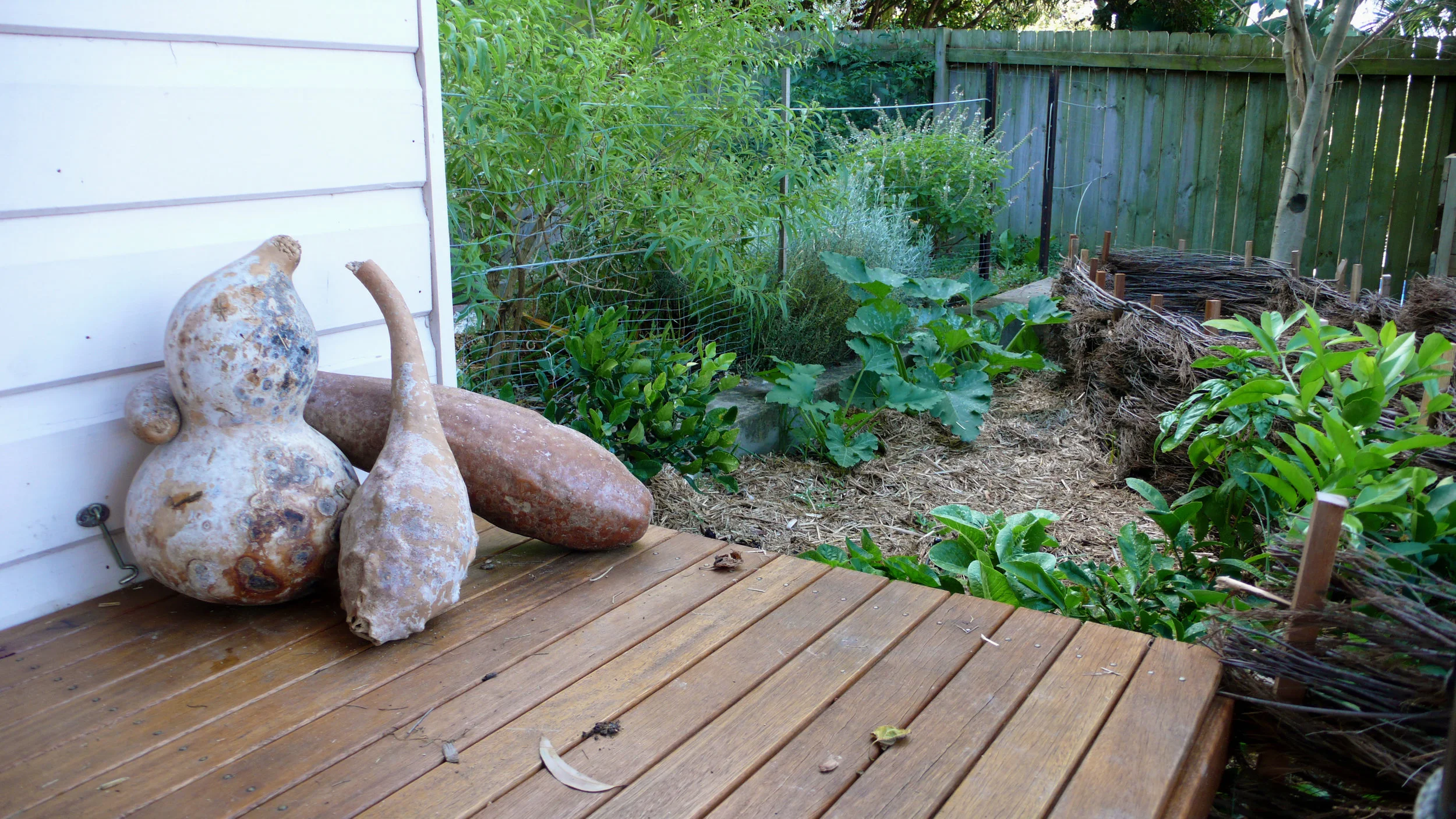 Julia gourds.jpg