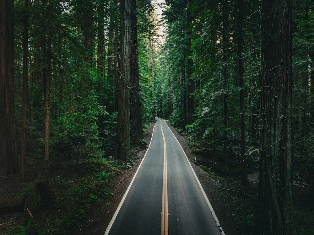 Avenue of the Giants.jpeg