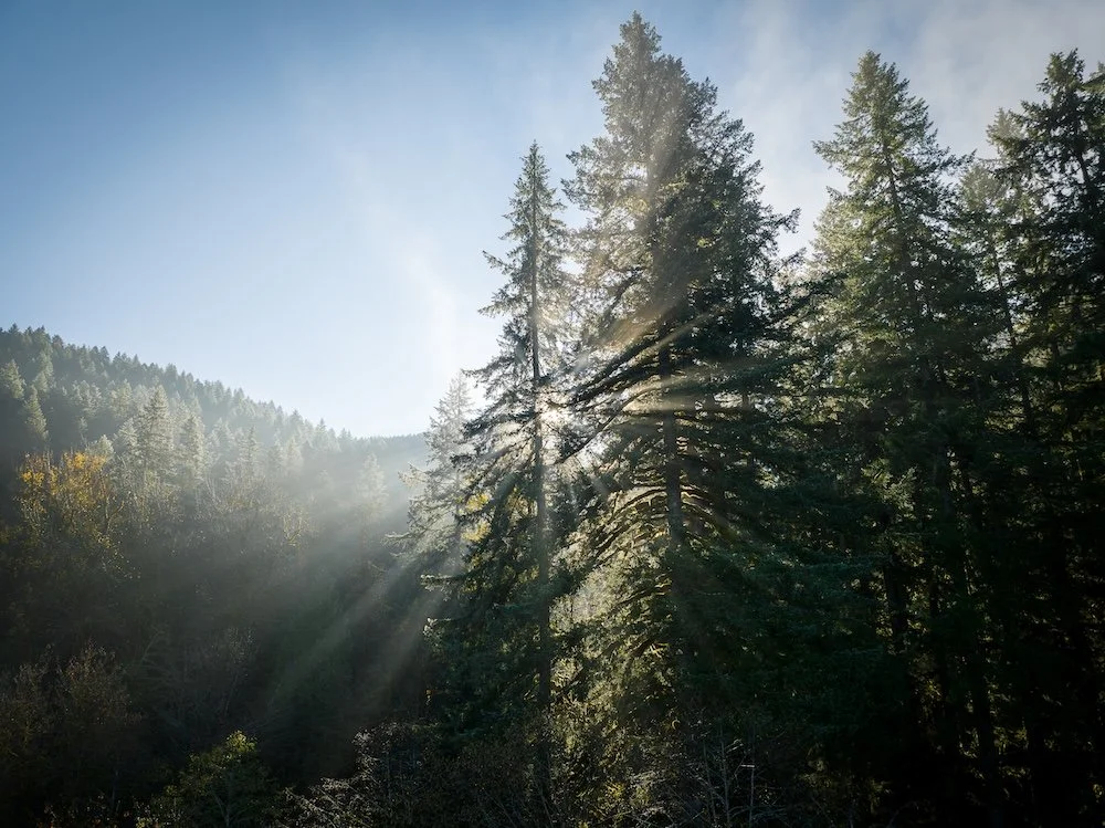 Rising in Glory.jpeg