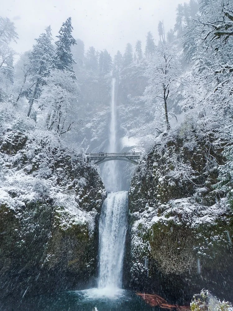 Frozen Wonder.jpg