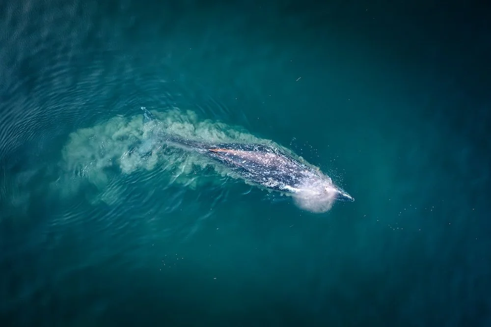 Whale Exhale.jpg