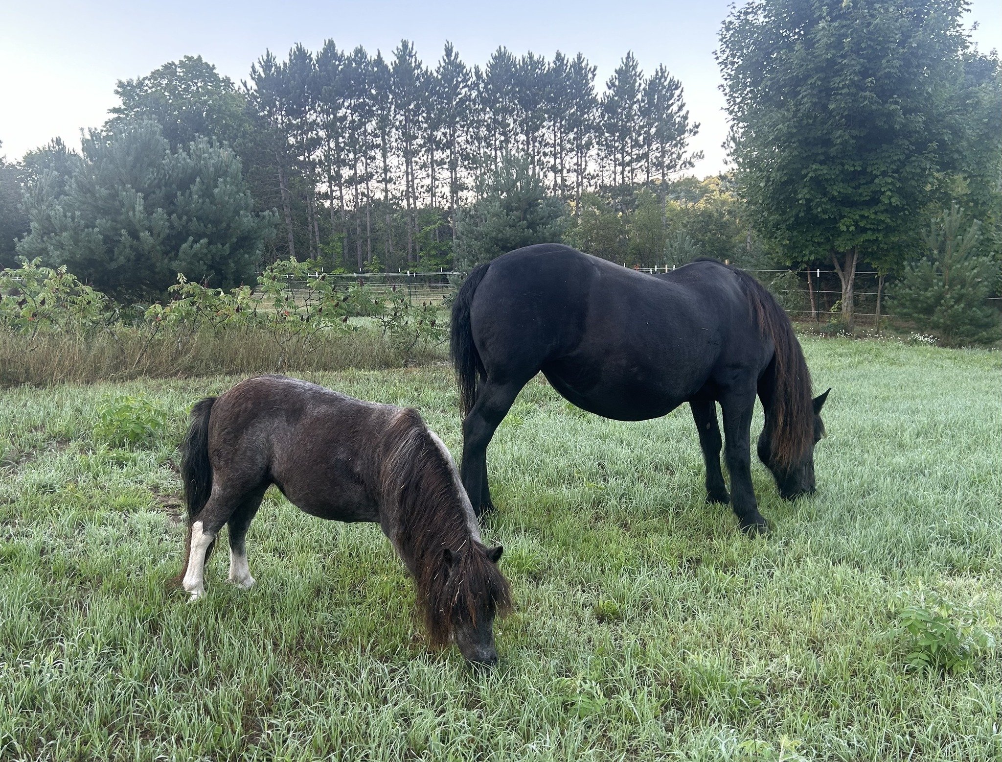 Evening Meditation at the Farm - Special event: Honoring the Loss of a Beloved Pet1