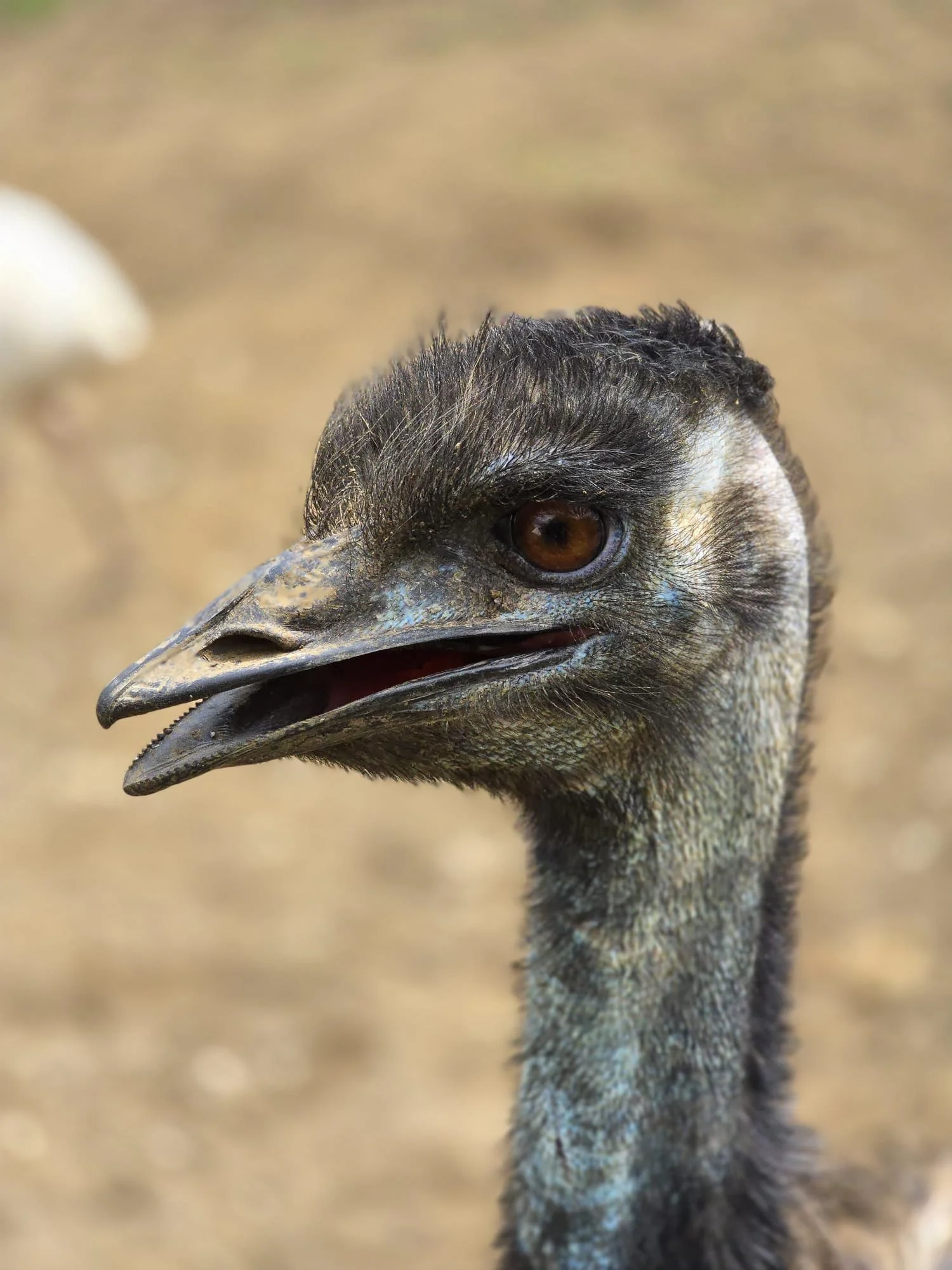 emu.jpg