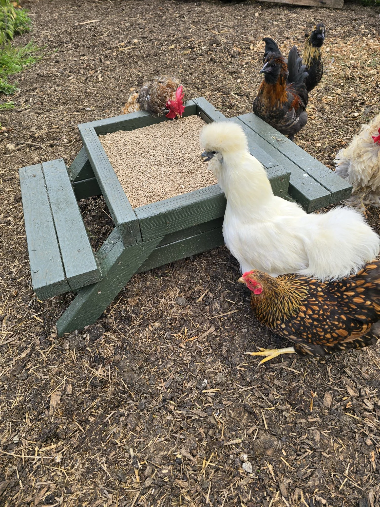 chickens.jpg