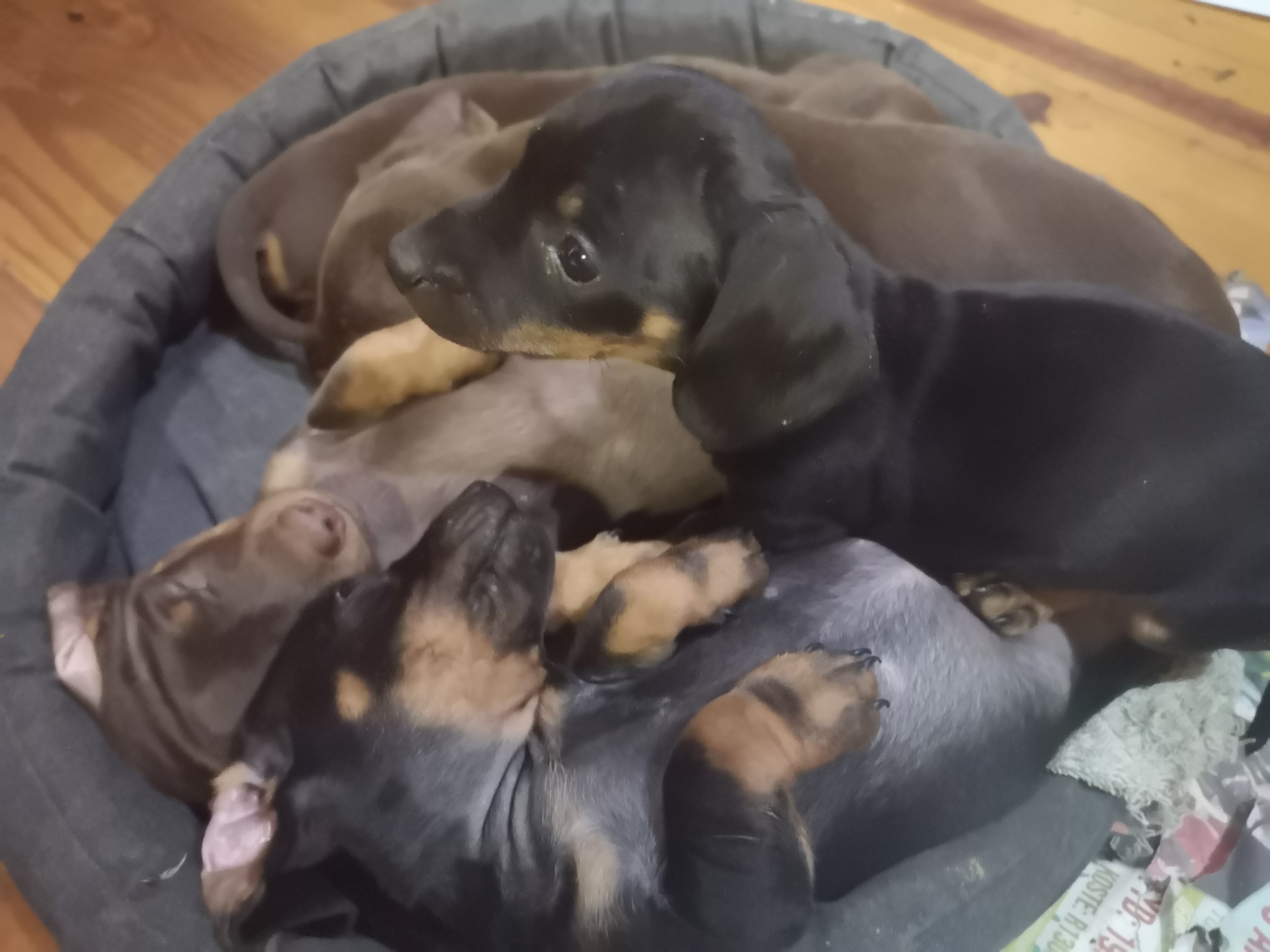 Saying goodbye to our Dachshund puppies