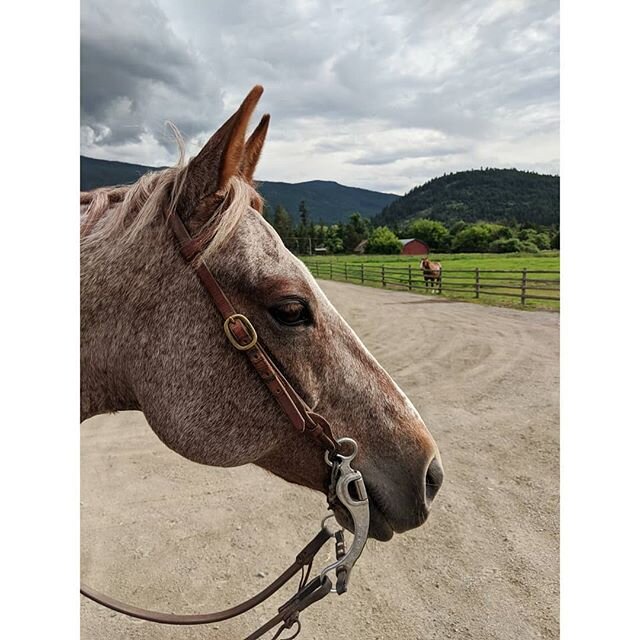 Equine therapy ❤️ 🐴 #home