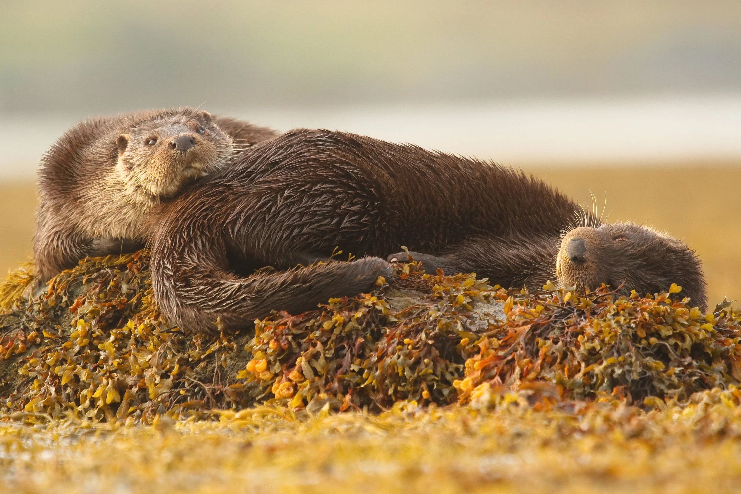  Otters, Scotland 