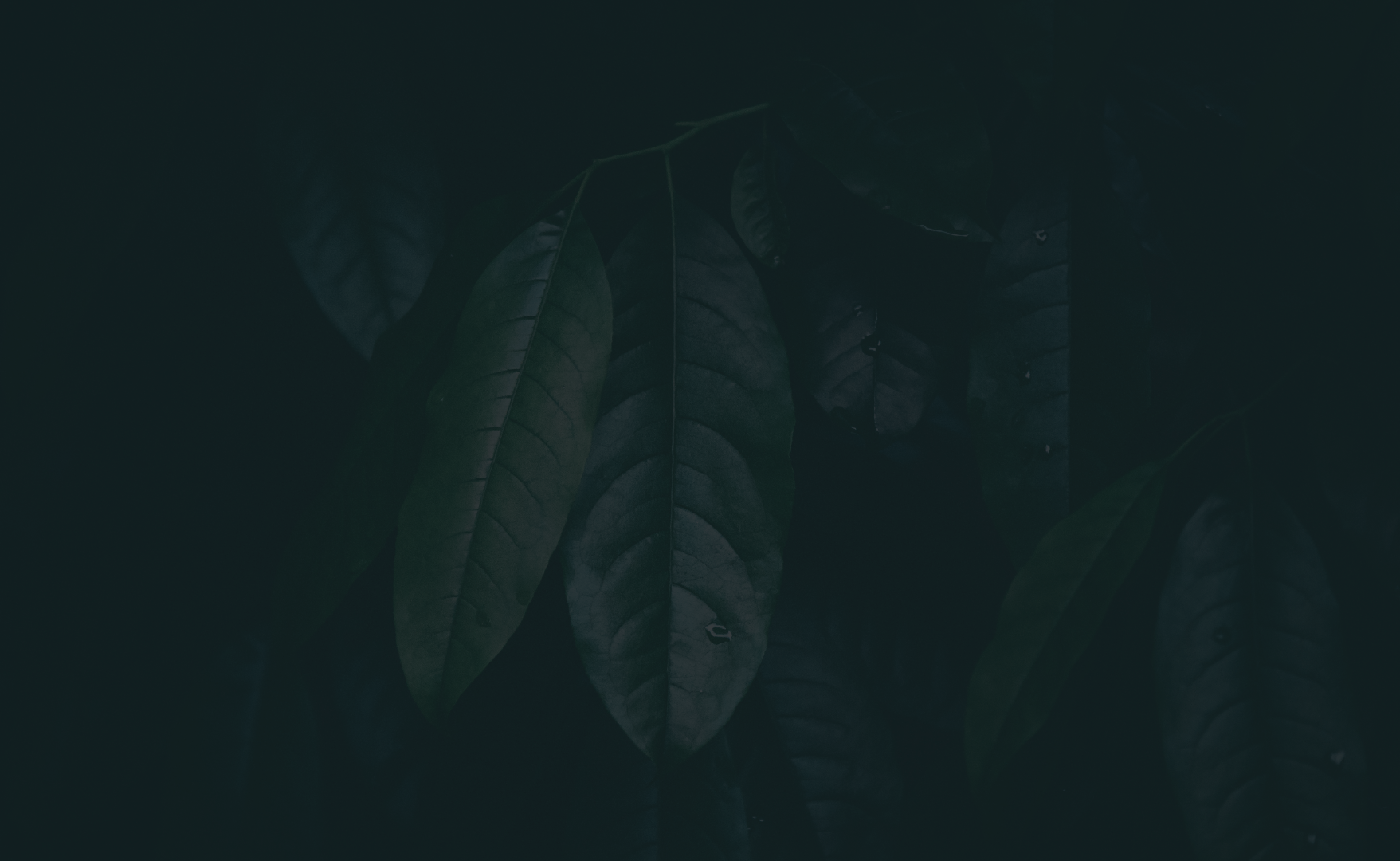 Ritual_BannerAsset 2.png