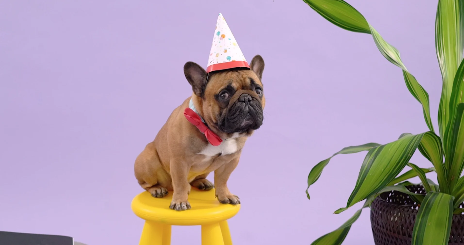 Dogs for Dogs