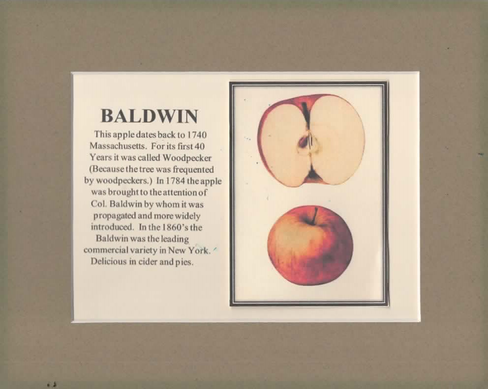 Antique Apples — Montgomery Place Orchards