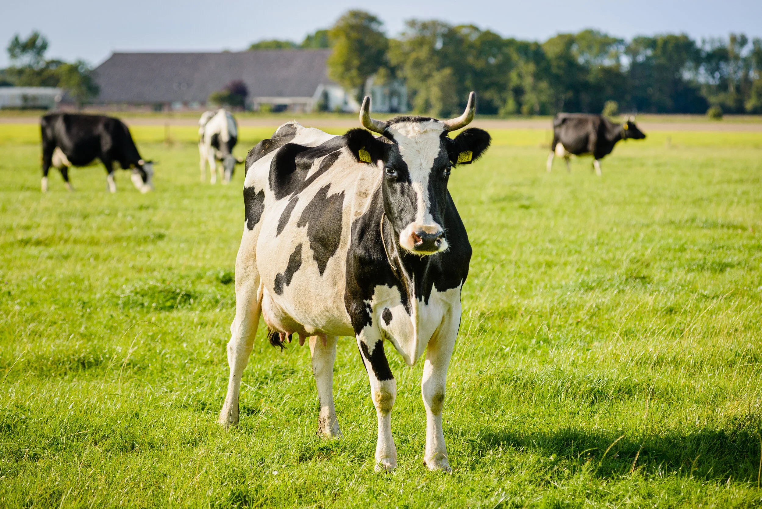 _KBF9030 20160924 Culinair Groningen.jpg