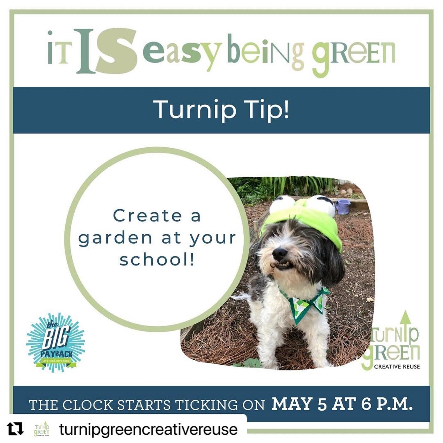 #Repost @turnipgreencreativereuse
・・・
🐸 Turnip The Frog Dog Tip! 🐸⁠
⁠
Turnip here to let you know that one way to make your school more sustainable is by starting a garden. Gardens are educational in disciplines from STEAM to language arts (like ga