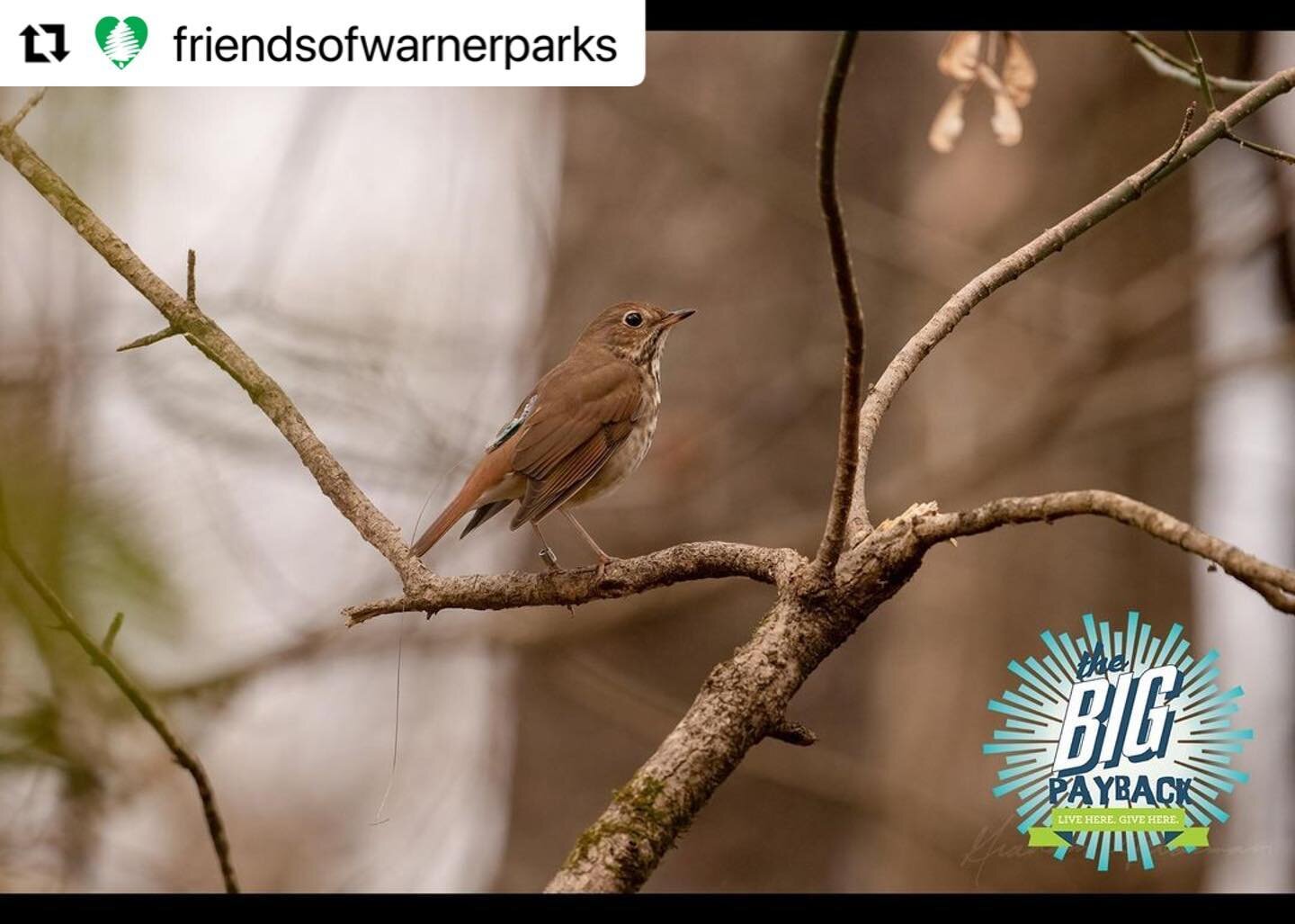 #Repost @friendsofwarnerparks
・・・
Donate through the Big Payback and watch your gift take flight; up to $12,500 will be matched by the Barbara J. Mapp Foundation in support of our B.I.R.D. program. Protect the birds, #ProtectWarnerParks. Link in bio!
