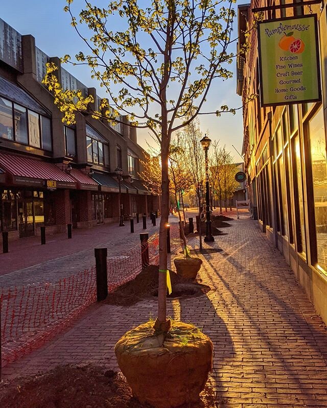 Great to see these trees planted downtown!  If we didn't appreciate it before, this pandemic has highlighted the importance and treasure of our public outdoor spaces.