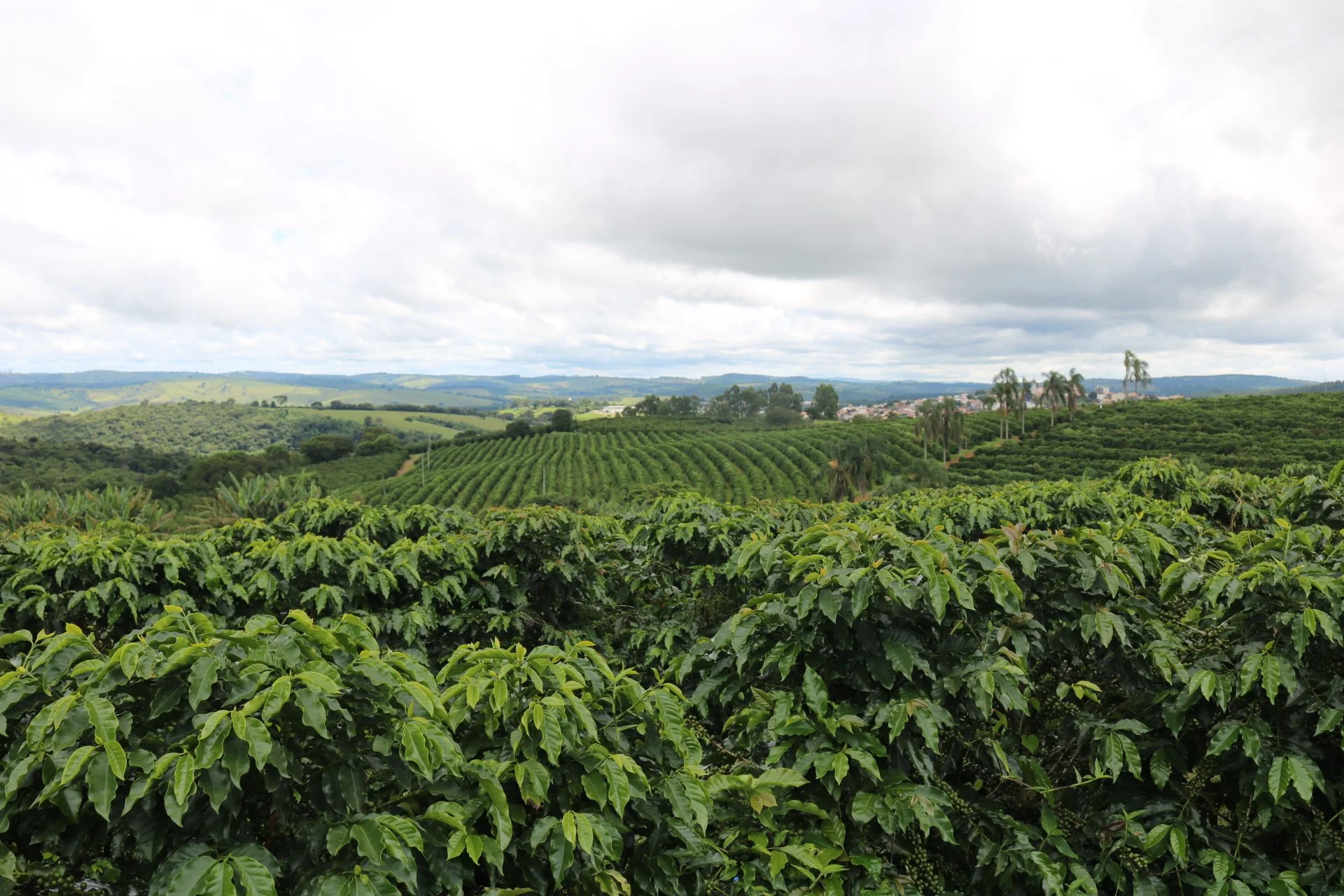 Lush green coffee plantation with rows of coffee plants, some palm trees, rolling hills, and a cloudy sky in the background.