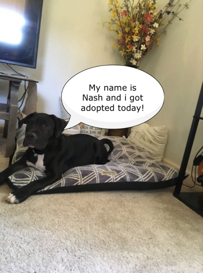 Nash News Dogs Deserve Better
