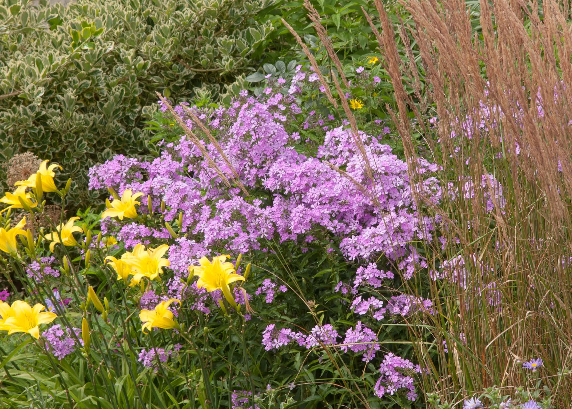 Grant daylily phlox Karl.jpg