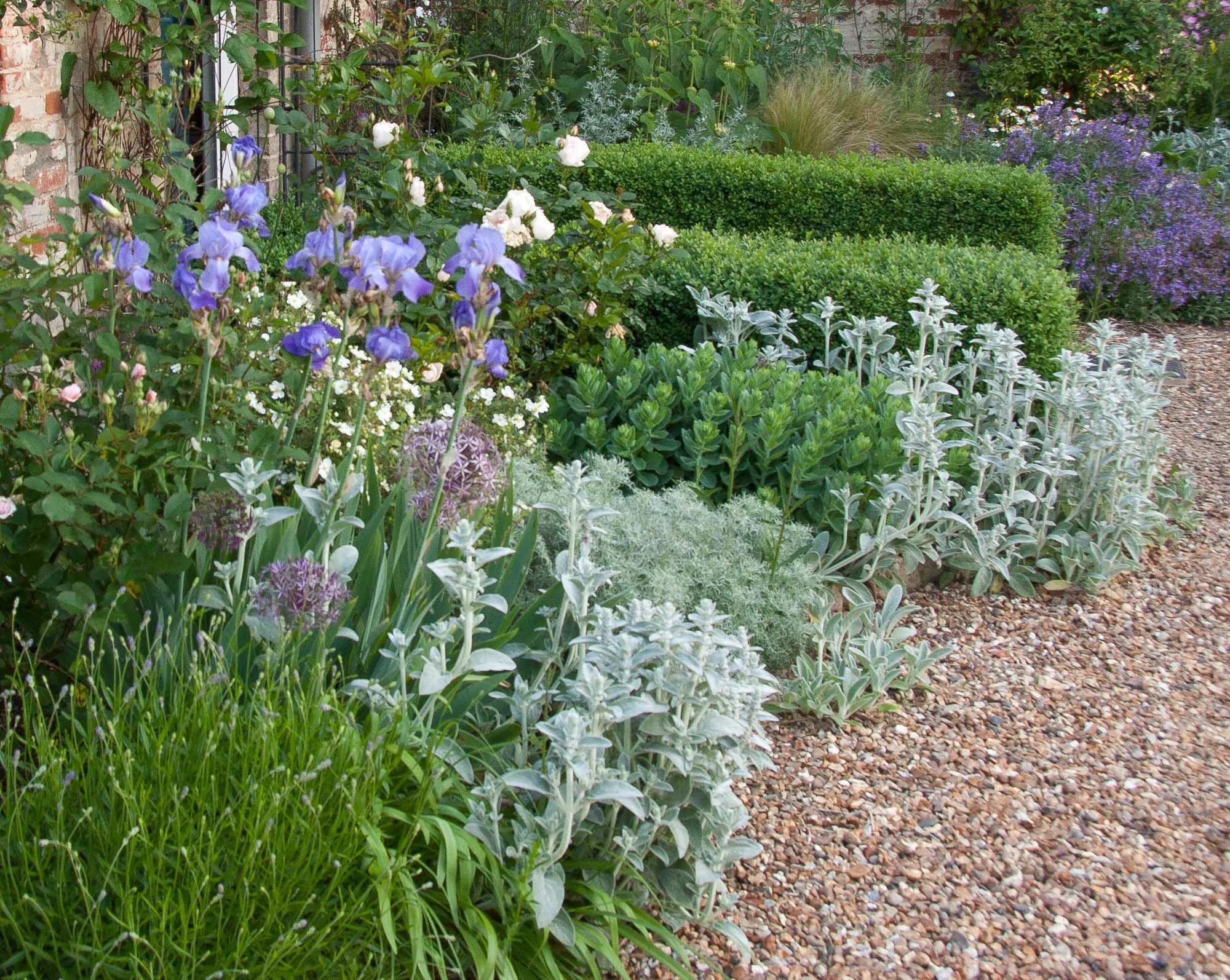 In early Summer, Iris and Alliums provide interesting shapes and toning colour against a background of th silvery foliage of Stachys and Artemisia