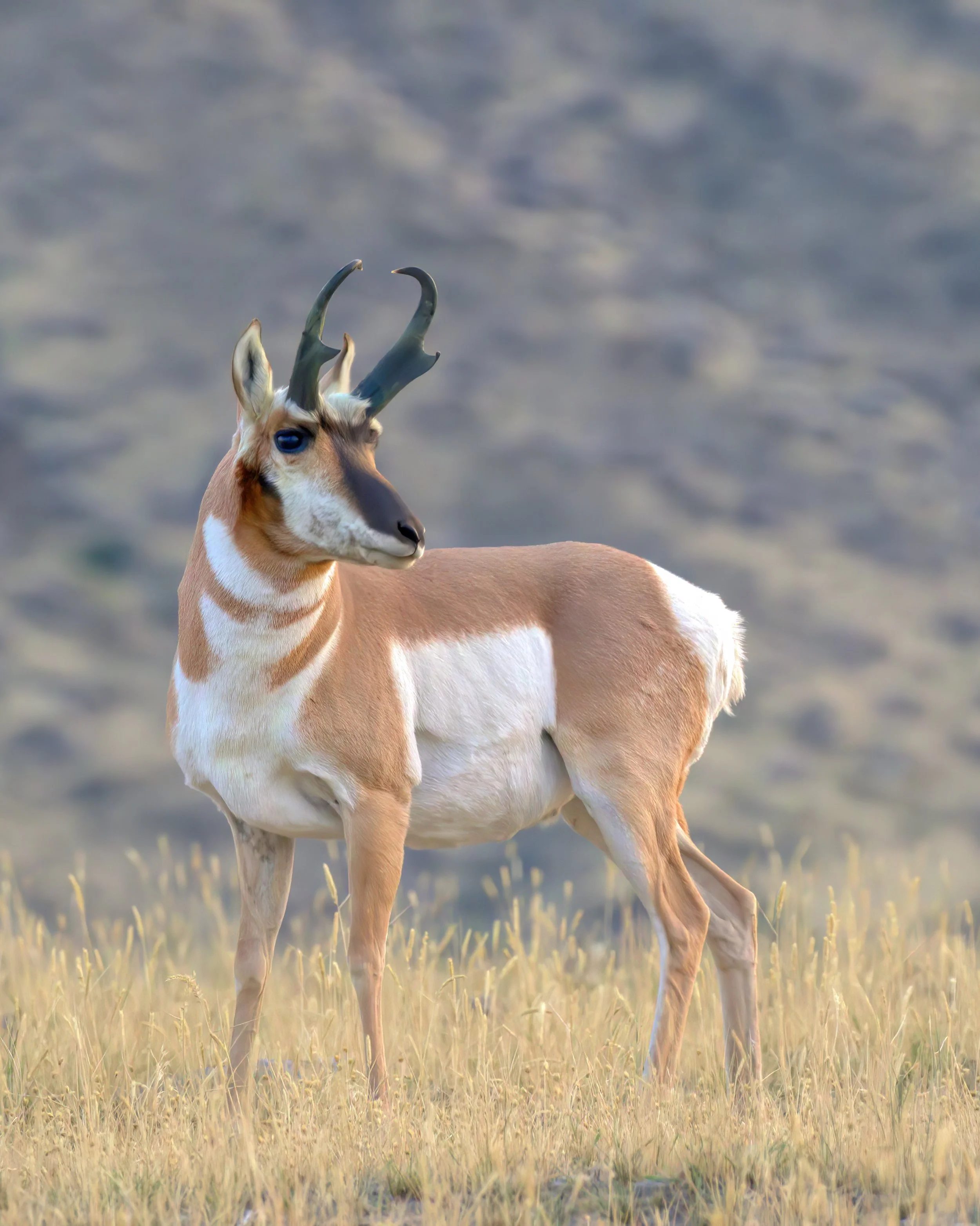 pronghorn288A8516-studio-topaz-denoise-sharpen-studio.jpeg