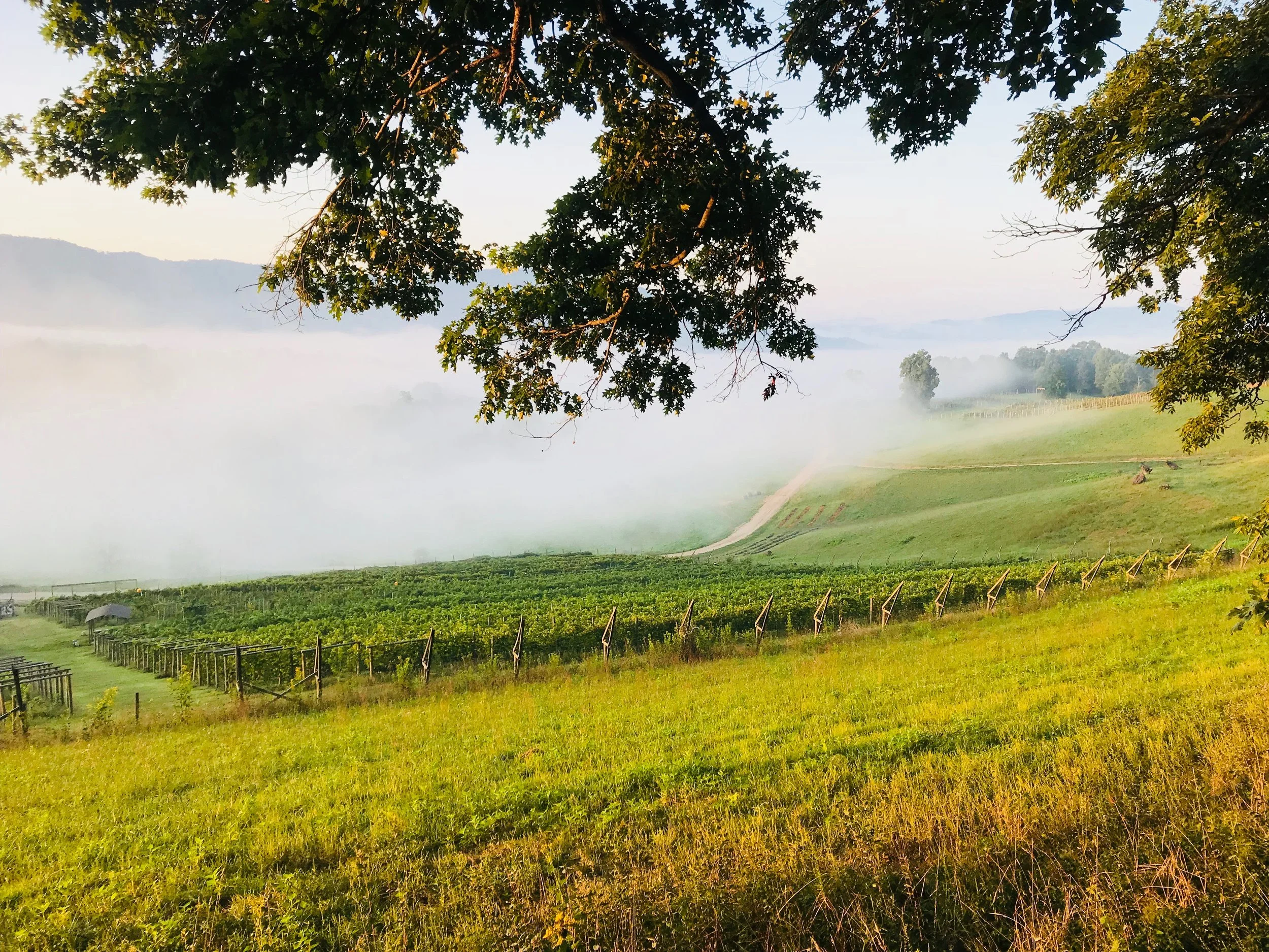 Vineyard and the valley.jpg