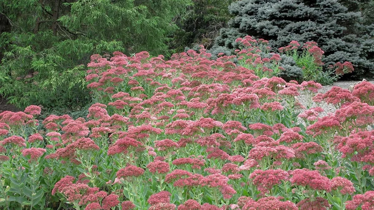 News-Sedum.jpg