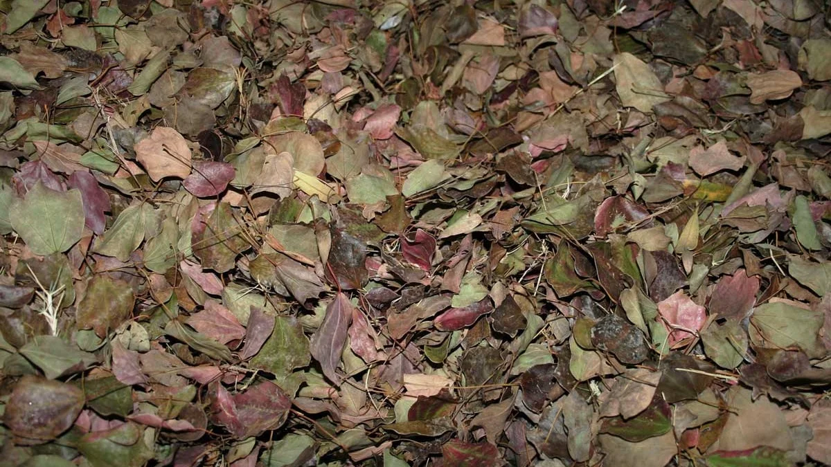 News-Compost.jpg