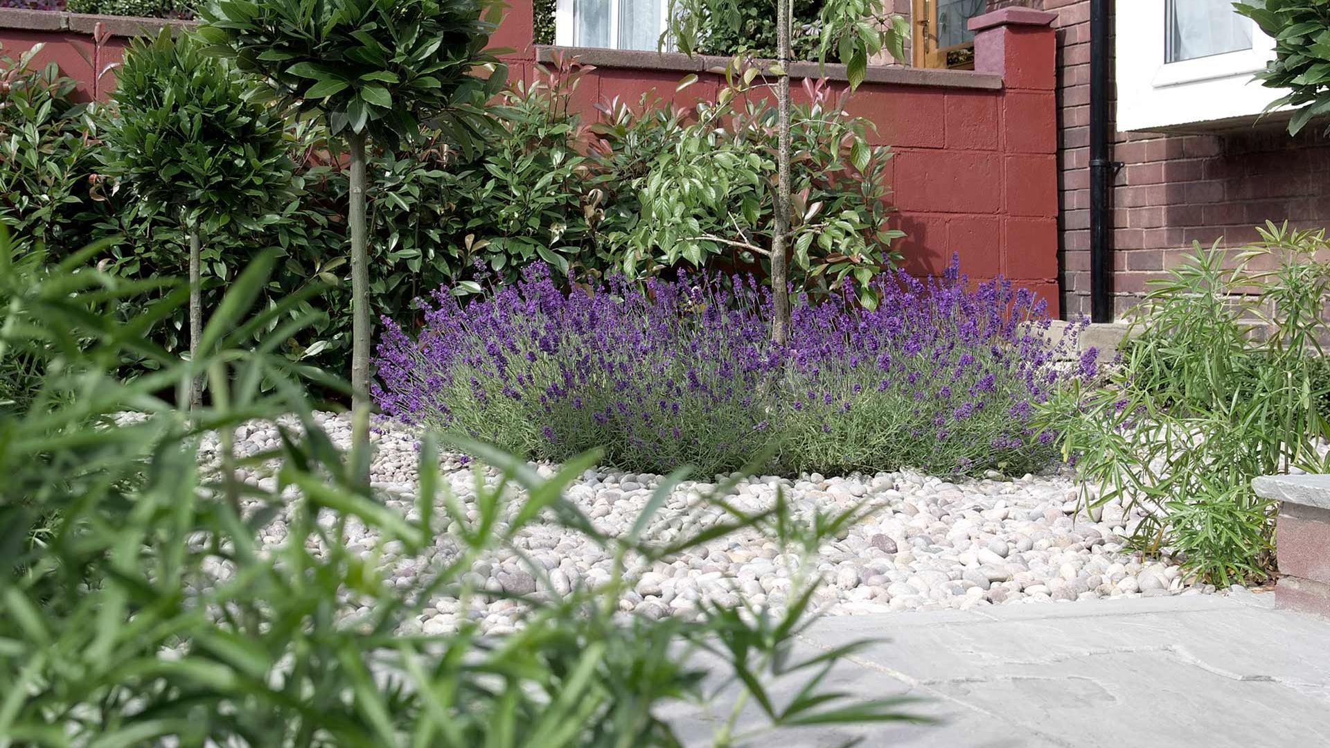 Vibrant front garden, lavender, clipped buxus. Garden design &amp; build near Farnham, Surrey