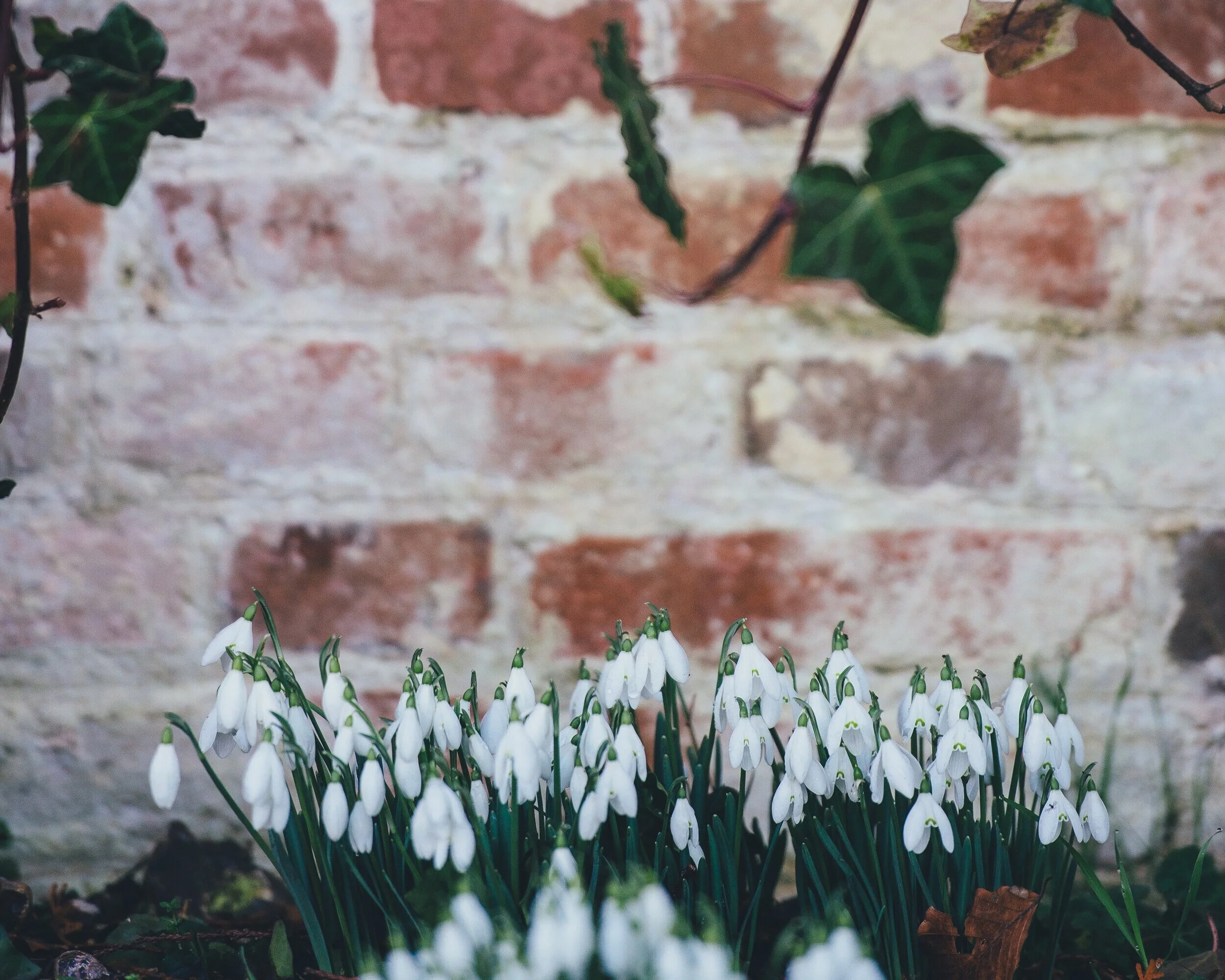 Plant Profile: Snowdrops