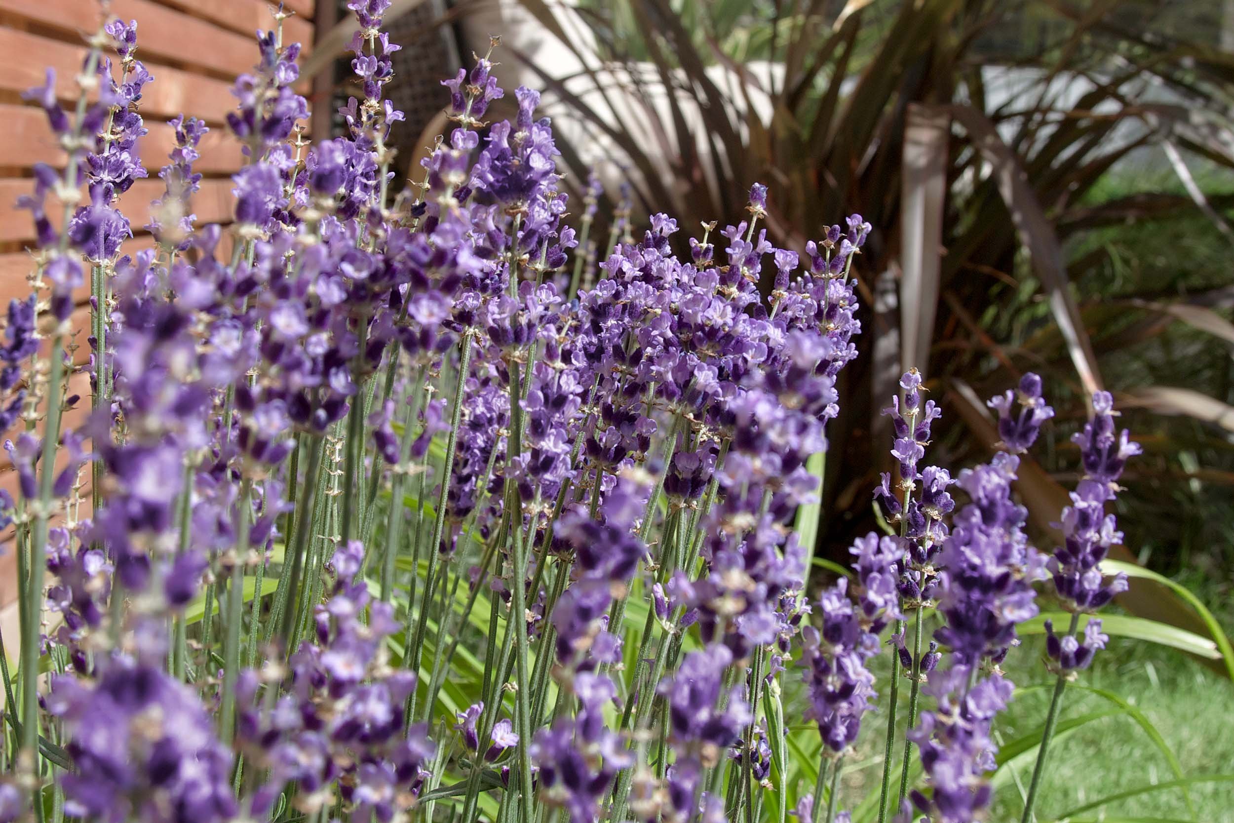 Lavendar, slatted fence panels. Garden design &amp; build near Farnham, Surrey