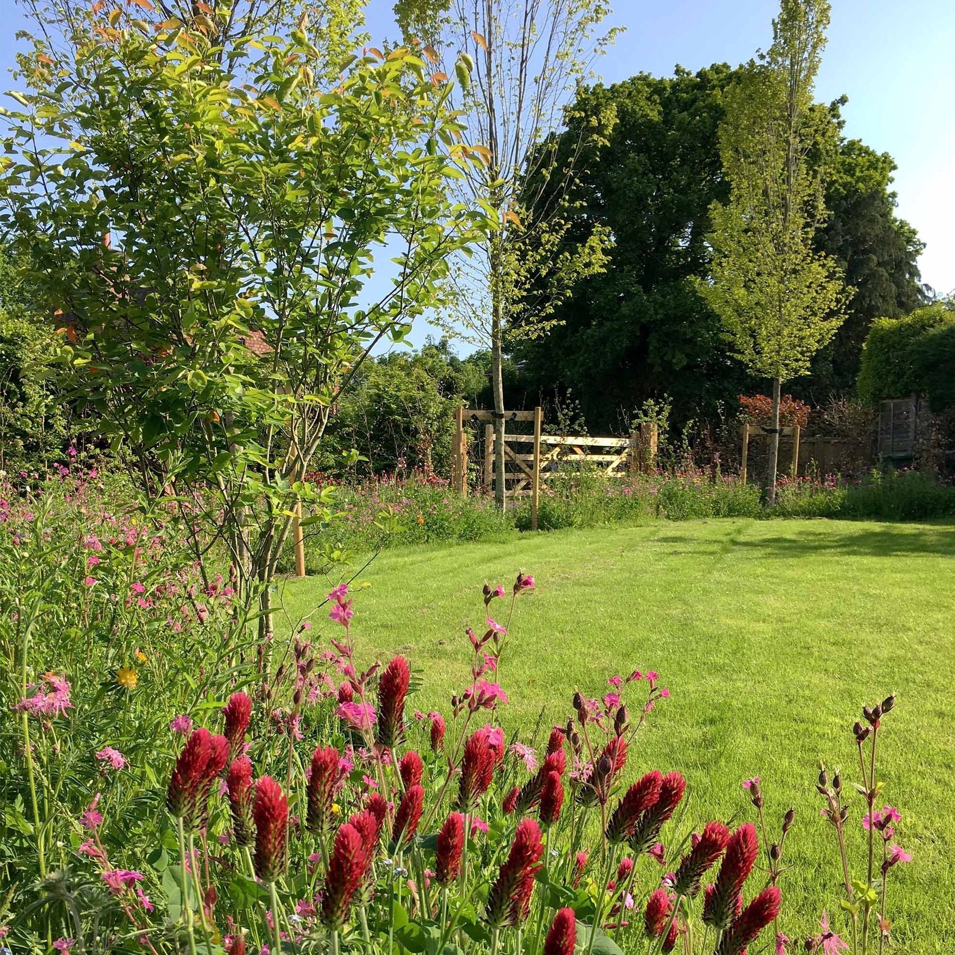 Wildflowers &amp; lawn, garden design &amp; build Farnham, Surrey