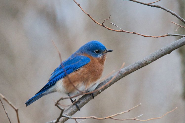 How to Do Bird Photography: Ultimate Tips for Stunning Shots