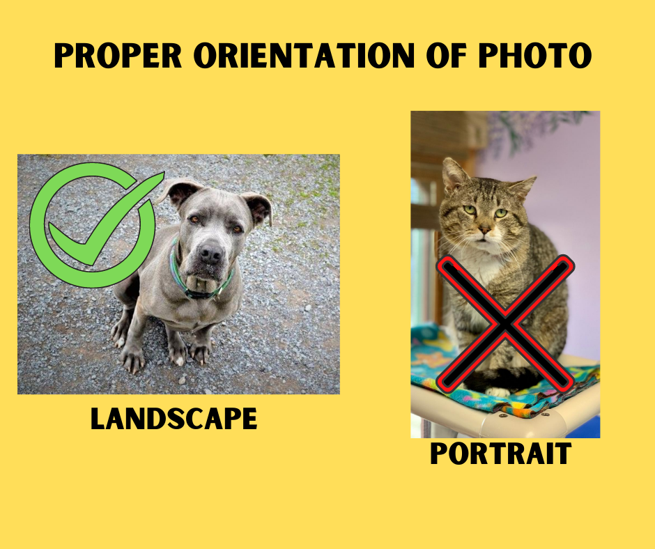 Landscape.png