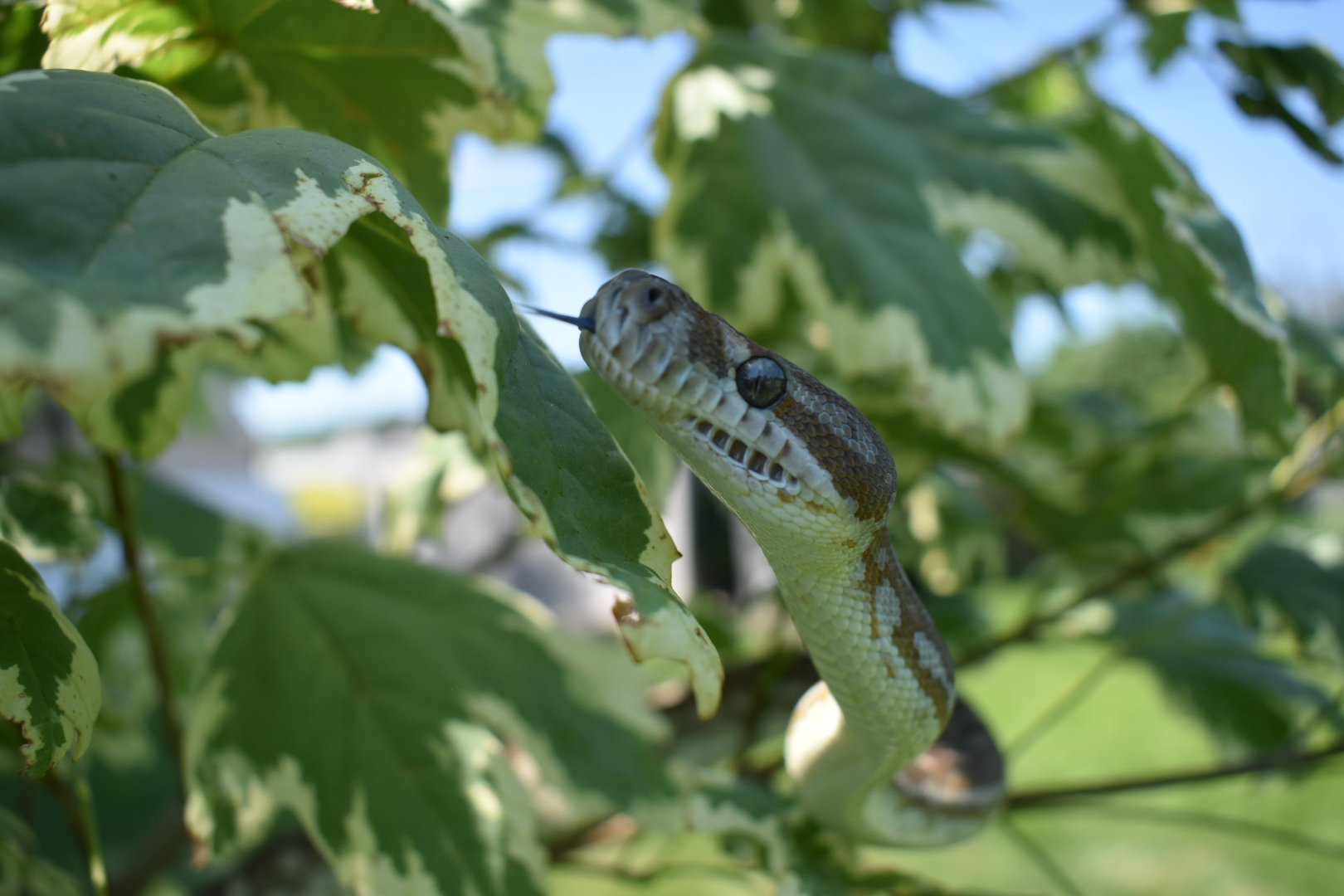Carpet python tree.JPG